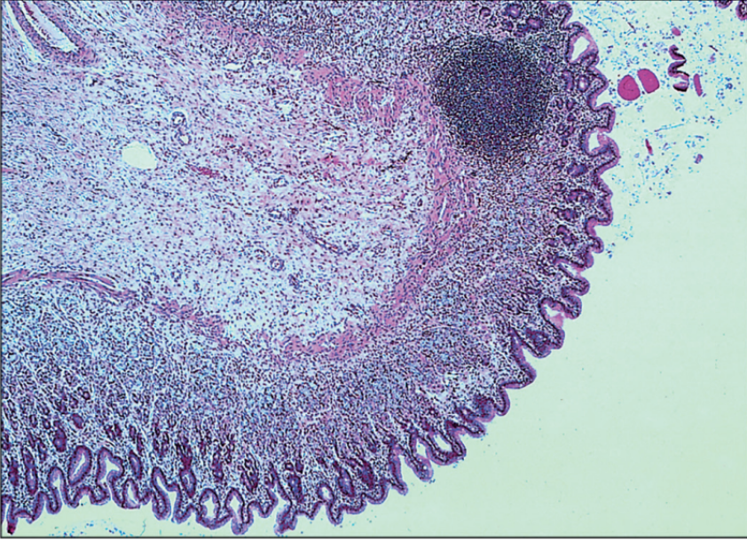<p>stomach, cat</p><p>what is the dark circle structure in the picture?</p>