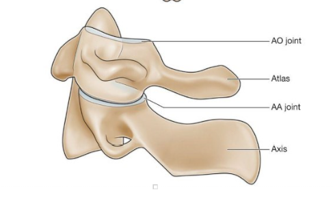 <p>AO joint </p><p>Atlas </p><p>AA joint </p><p>Axis </p>