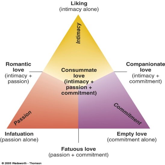 <p>3 components: passion, intimacy, commitment </p><p>various kinds of love are reflected in different combinations of the 3 components </p><p>absence of all components = non-love </p><p>intimacy alone = friendship </p><p>passion alone = infatuation </p><p>commitment alone = empty love </p><p>passion builds then fades, intimacy and commitment continue to build </p>