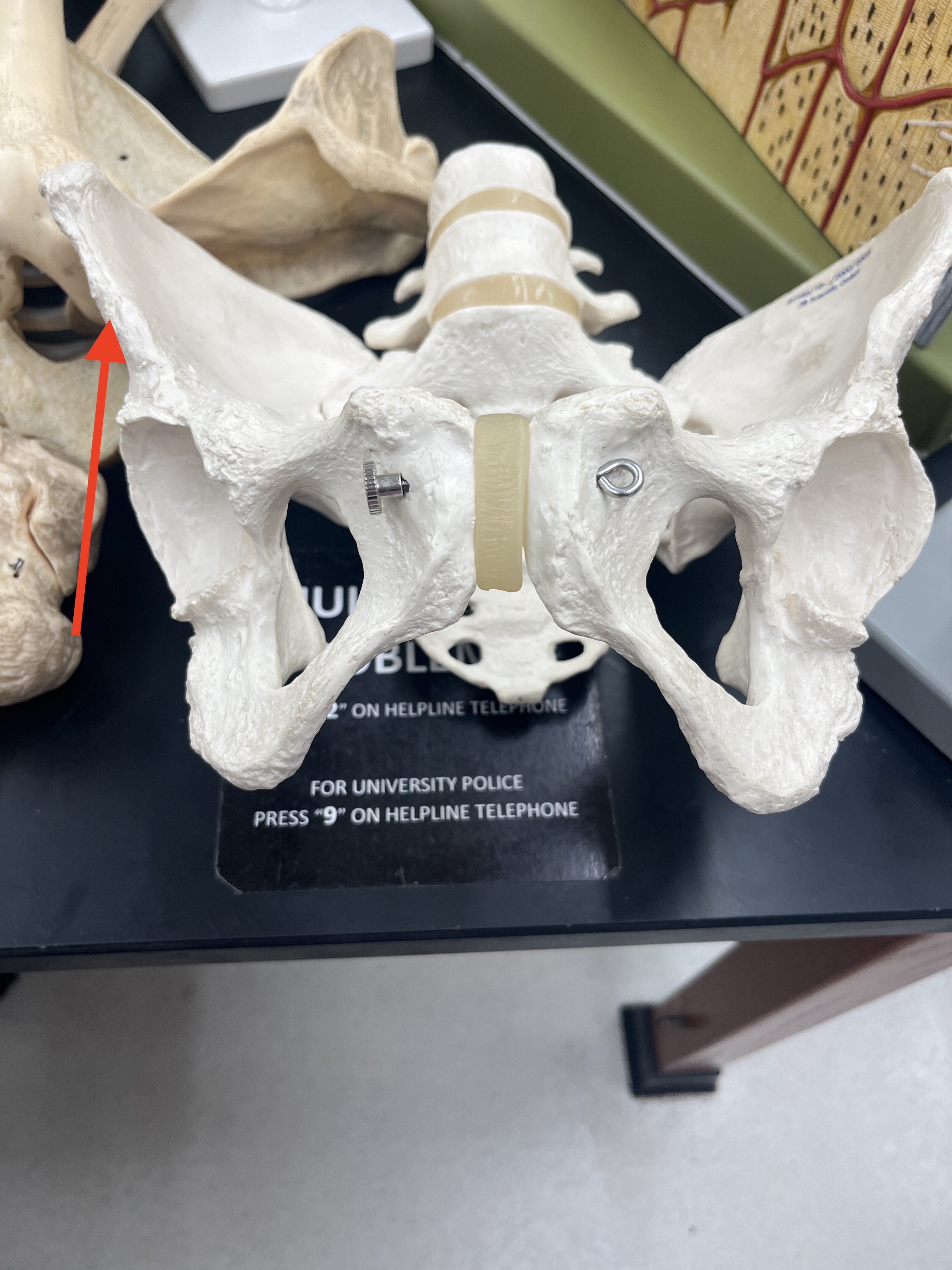 term image