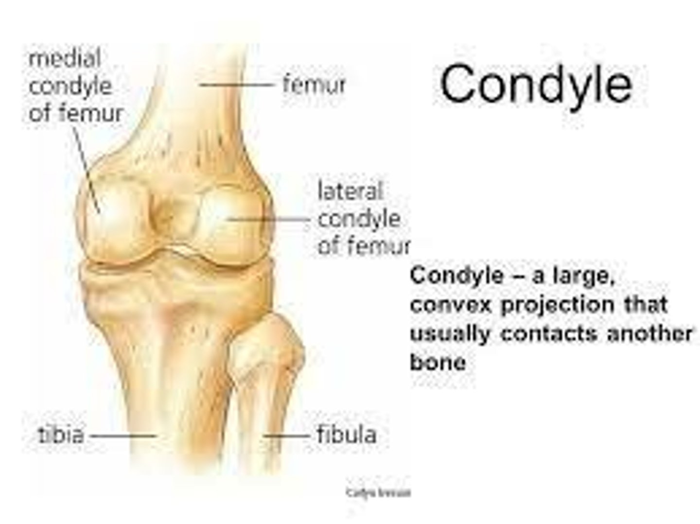<p>Provides structure support and absorbs most of the energy exerted by the joint (e.g. tibia or femur)</p>
