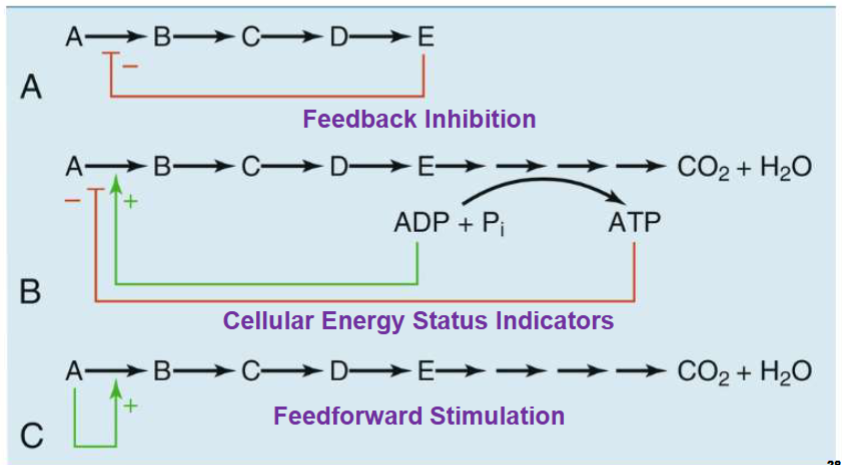 <p>A) represent feedback inhibiton, converting A→E, E can go back and inhibit any further production&nbsp;</p><p>B) cellular energy status indicators, if got a lot of ADP so it can stimulate A→B to make ATP can inhibit rxn</p><p>C)Feedforward stimulation: A→B be substrate and effector for enzyme ensuring rxn moves foward</p>