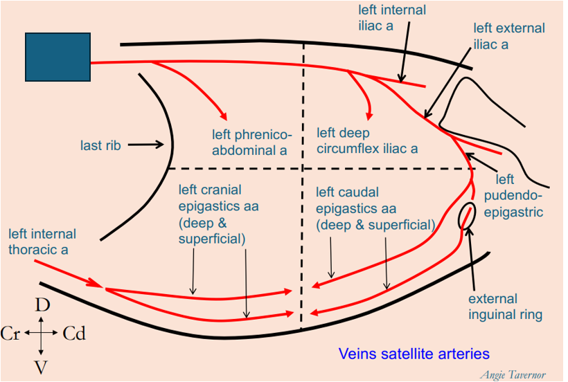 <p>What artery is this?</p>
