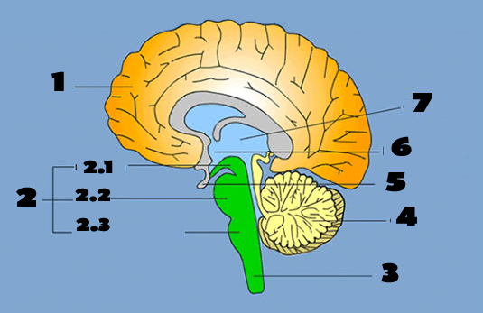 <p>Midbrain</p>