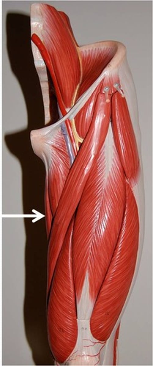 <p>adducts thigh, flexes and medially rotates leg</p>