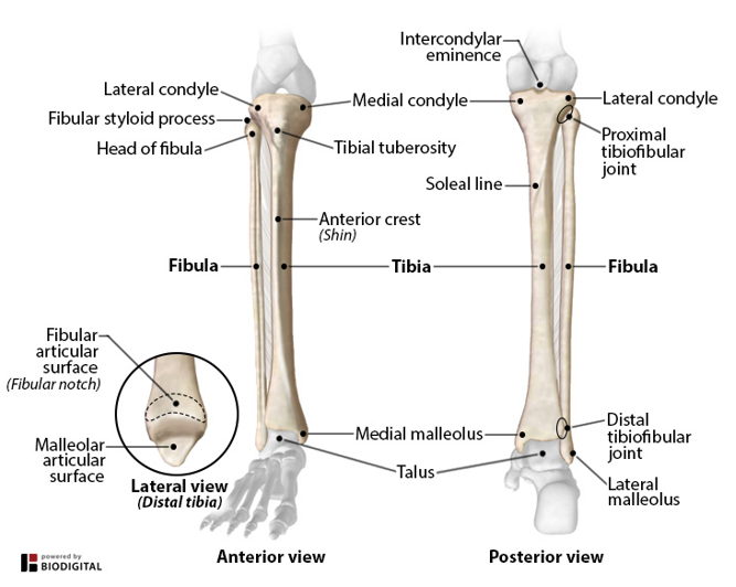 <p>-tibia</p><p>-fibula</p>