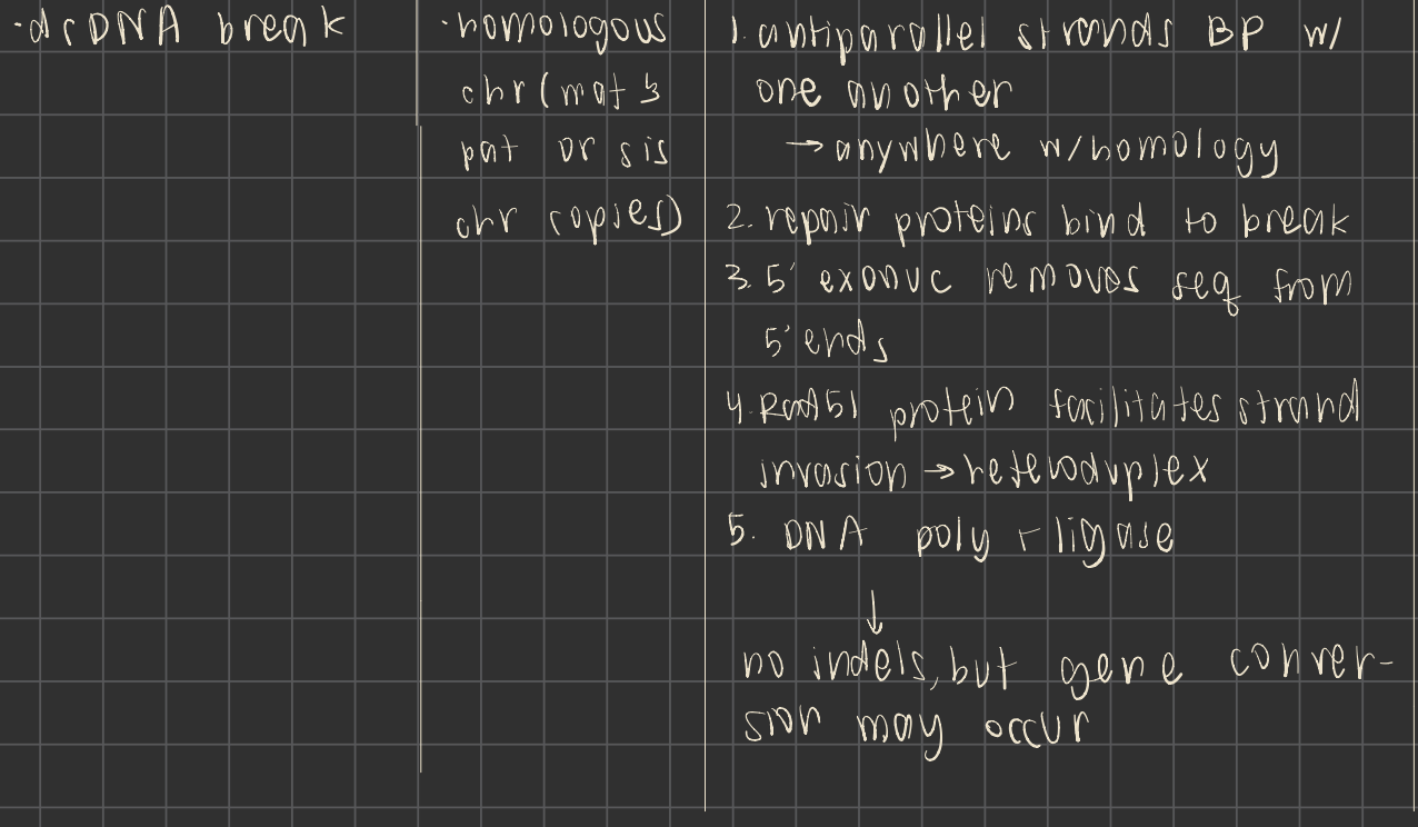 <p>occurs during s and g2 phases only</p>