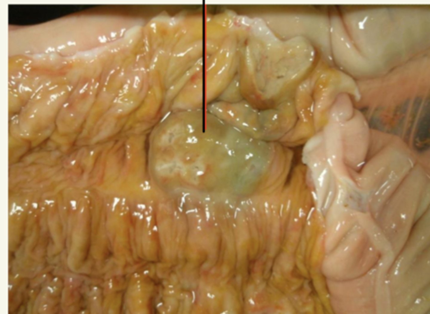 <p>¿patología morfológica y etológica?</p>