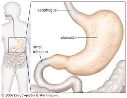 <p>located on the left side of the abdominal cavity, nearly hidden by liver and diaphragm</p>