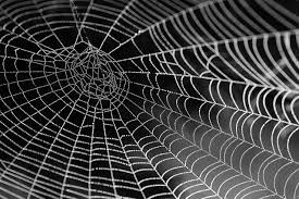 <p>the spider web</p>