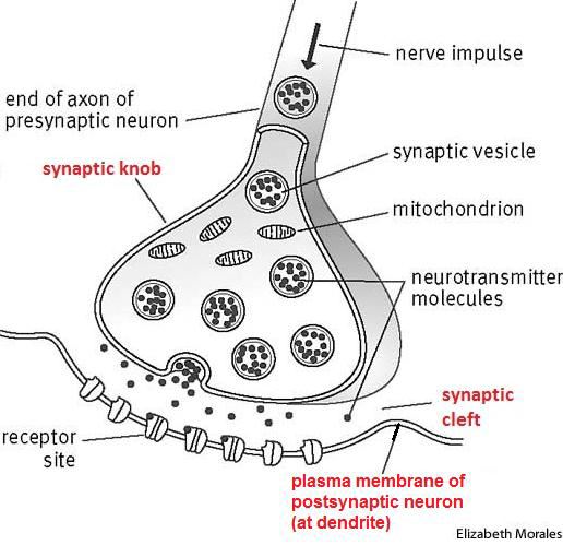 <p>Synaptic knob, Synaptic cleft, and Plasma membrane of postsynaptic neuron.</p>