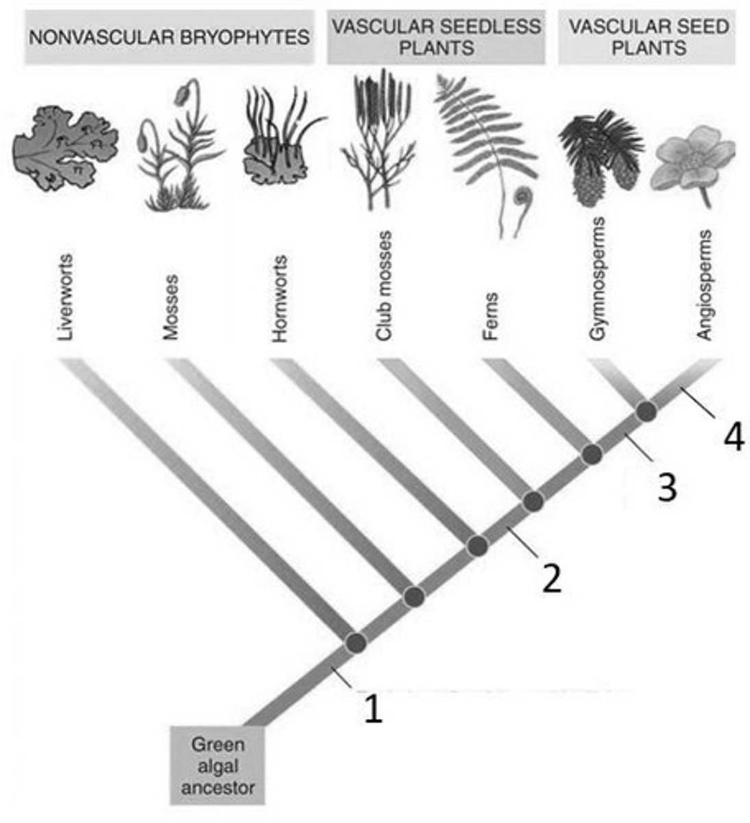 <p>Alternation of generations</p>