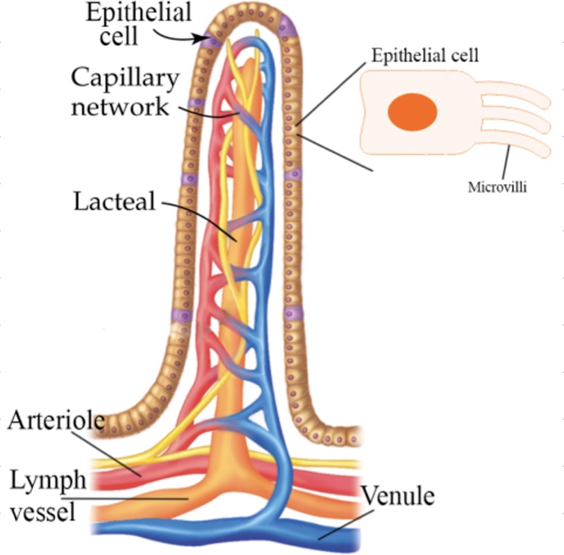 <ul><li><p>their presence increases the surface area of villi</p></li><li><p>are hair-like extensions on the epithelia cells of the villi</p></li></ul>