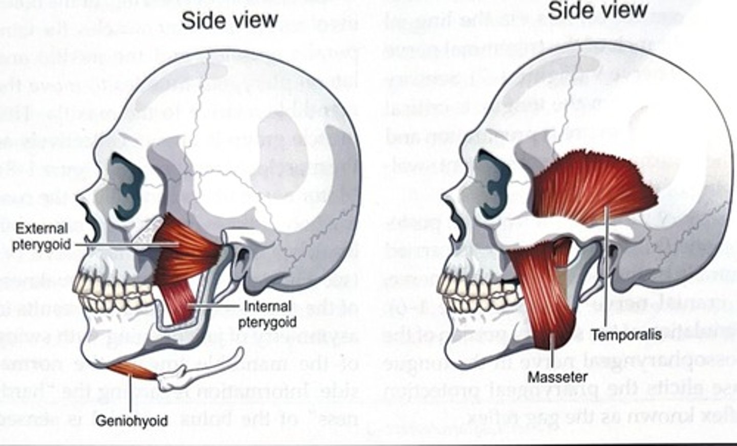 <p>Trigeminal CN V</p>