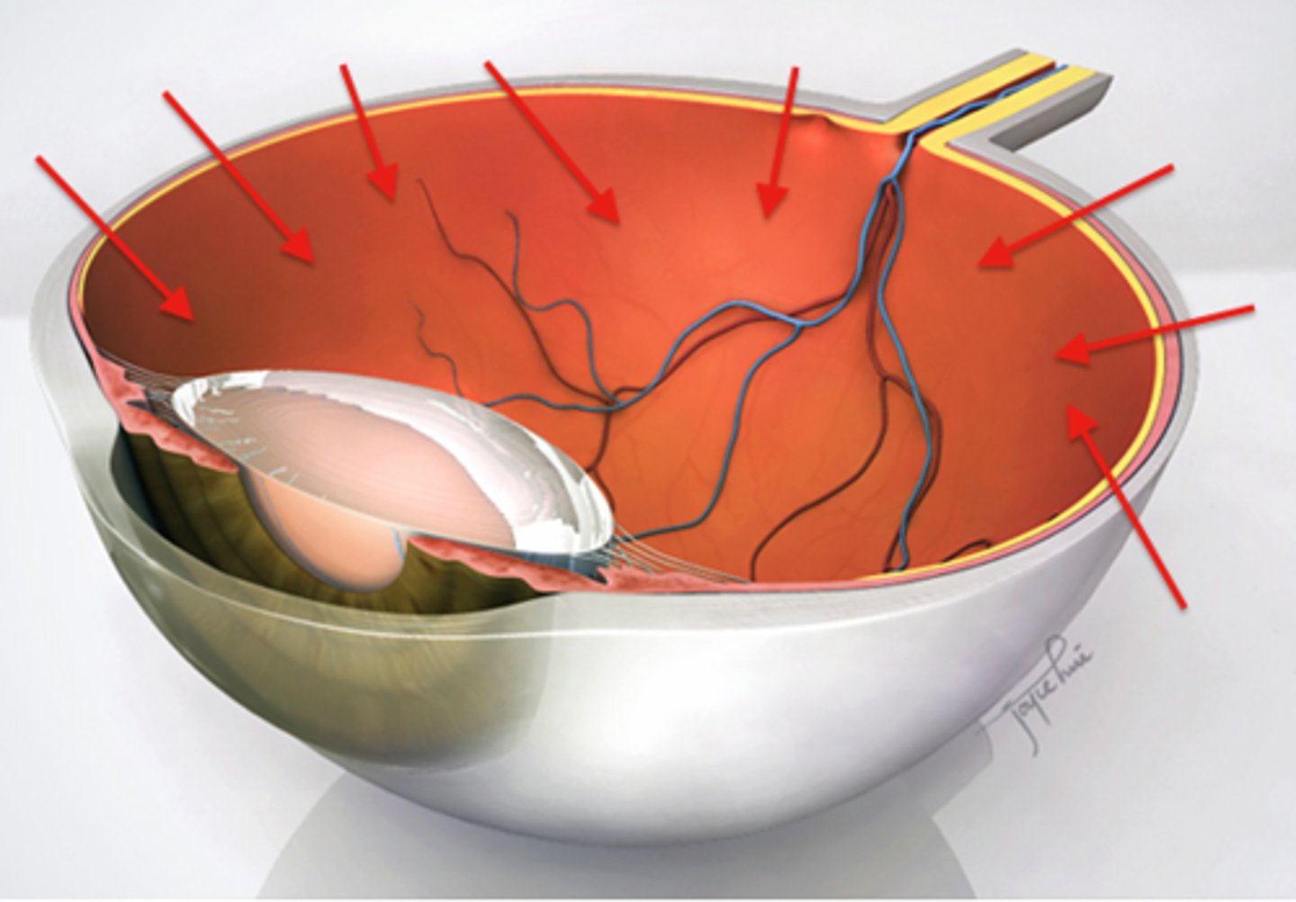 <p>the light-sensitive inner surface of the eye, containing the receptor rods and cones plus layers of neurons that begin the processing of visual information</p>