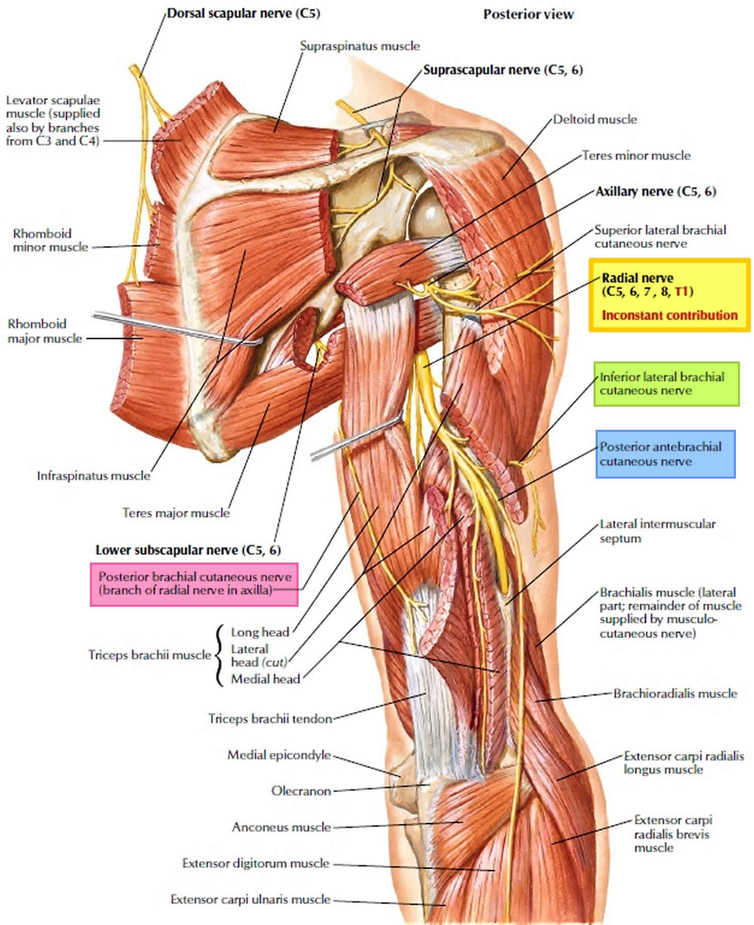 <p>Posterior view: three heads merging onto the *olecranon*, with yellow radial nerve winding behind them. 🎯</p>