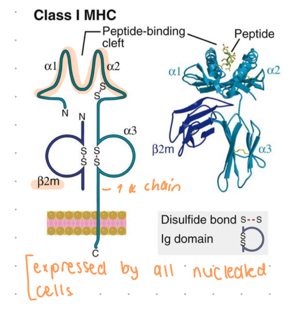 <ul><li><p>1 alpha chain </p></li><li><p>a1 and a2 is where polymorphic residues are, they also form a closed peptide binding cleft</p></li><li><p>cleft may accomodate aa 8-11 long</p></li><li><p>a3 is invariant, contains site for CD8+ t cells only, can only activate CD8 t cells</p></li><li><p>a chain is non-covalently associated w/ B2 microglobulin, a protein which is encoded by gene outside MHC </p></li></ul>