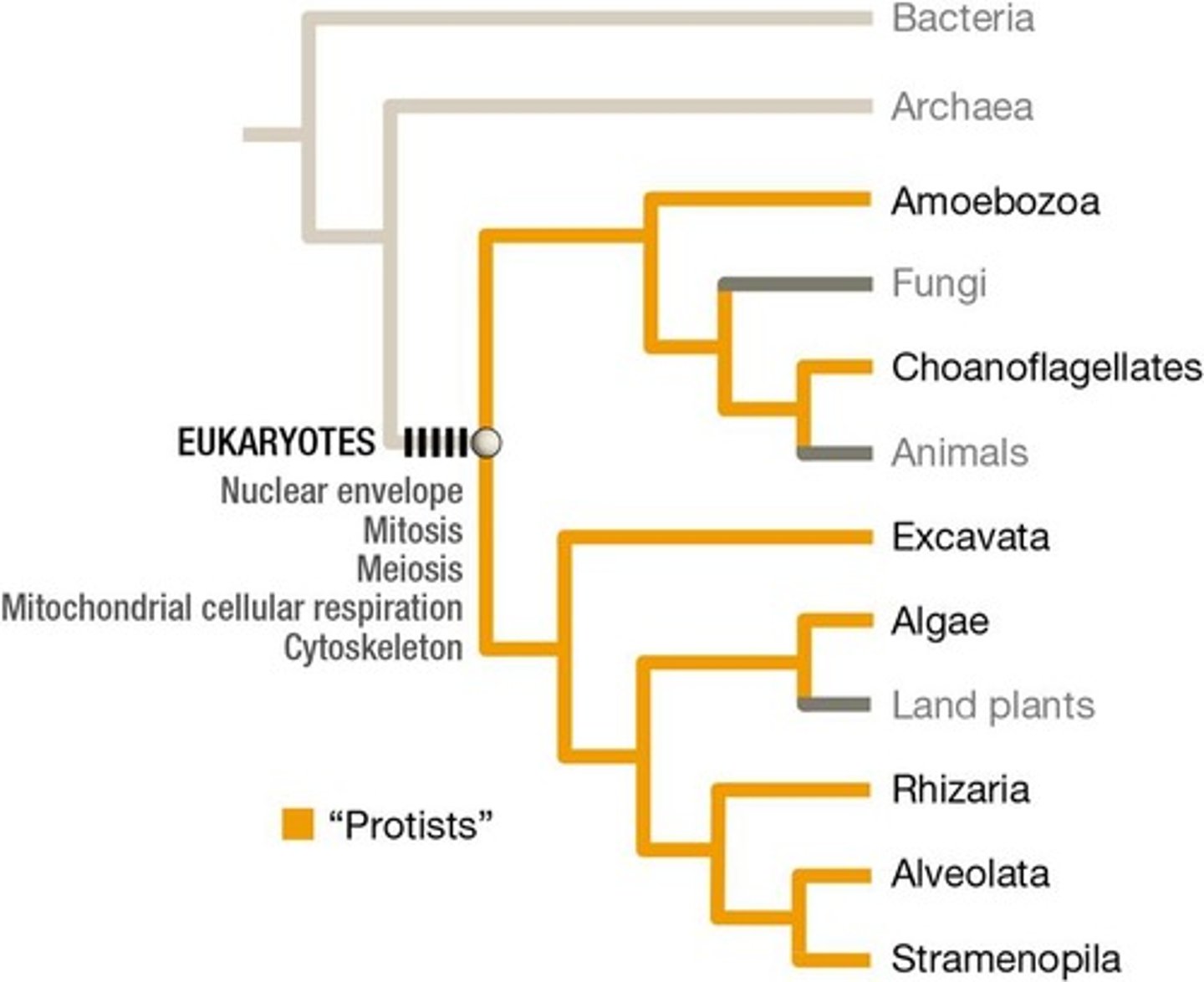 <p>Woese proposed the now accepted 3 domain tree of life.</p>