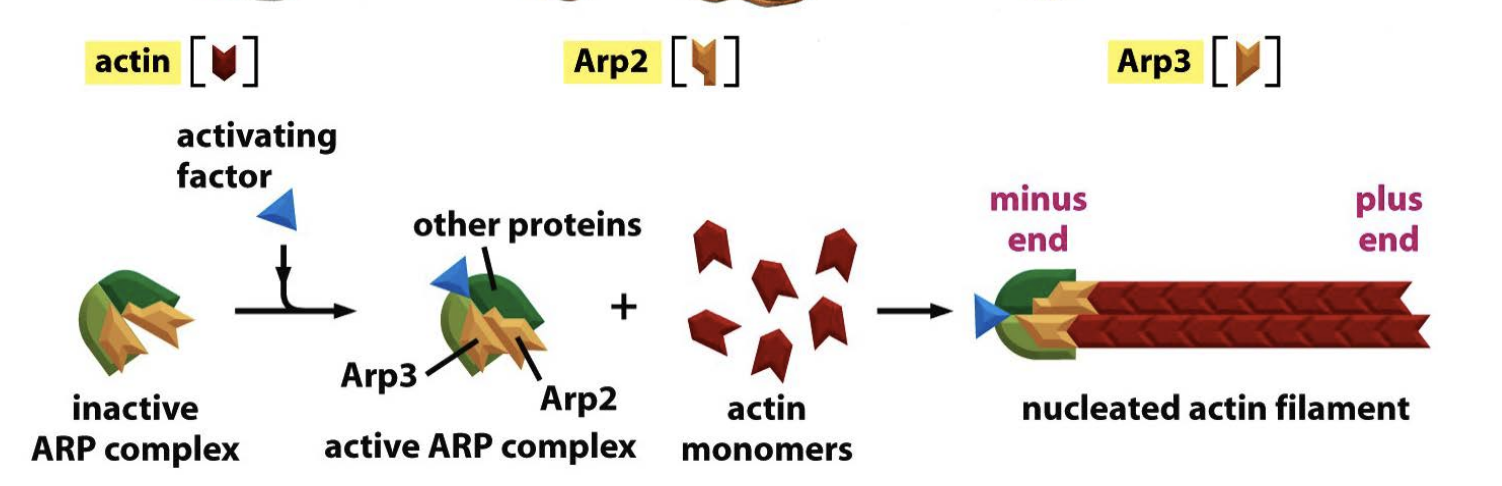 <p>a complex nucleates actin filament growth from the minus end, allowing elongation at the plus end</p>
