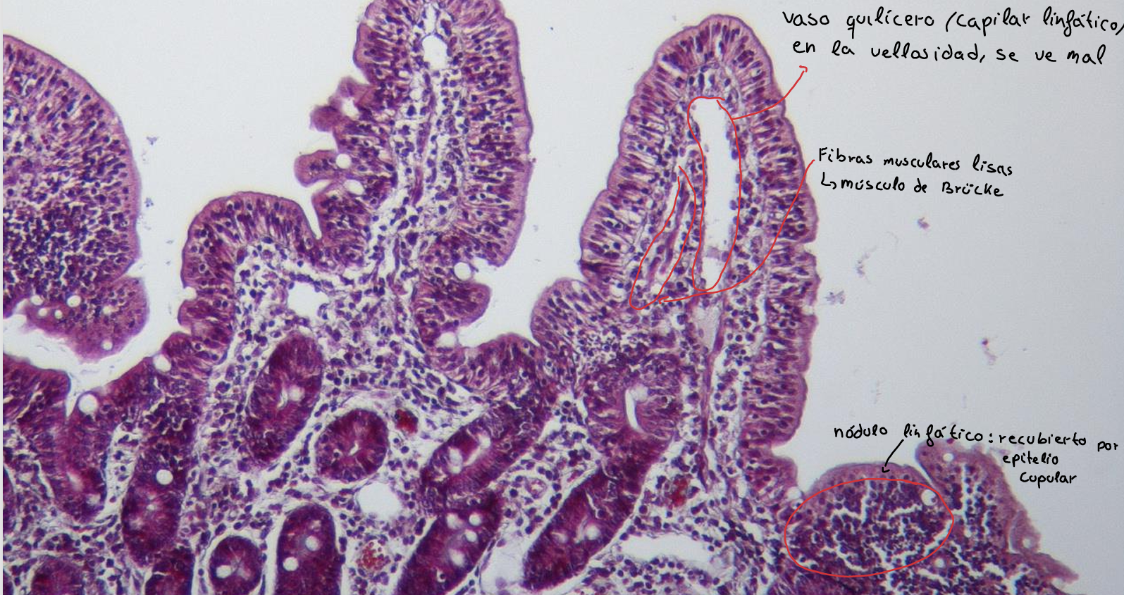 knowt flashcard image