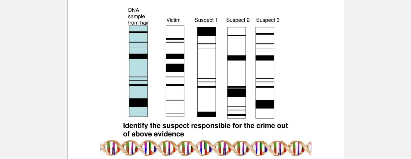 <p>A sample of DNA was taken from hair and sequenced, as was the DNA of the victim and 3 suspects. Who’s DNA matches the sample?</p>