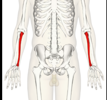 <p>The long bone in the forearm located on the side opposite the thumb, it works alongside the radius to allow for the movement of the wrist and elbow. </p>