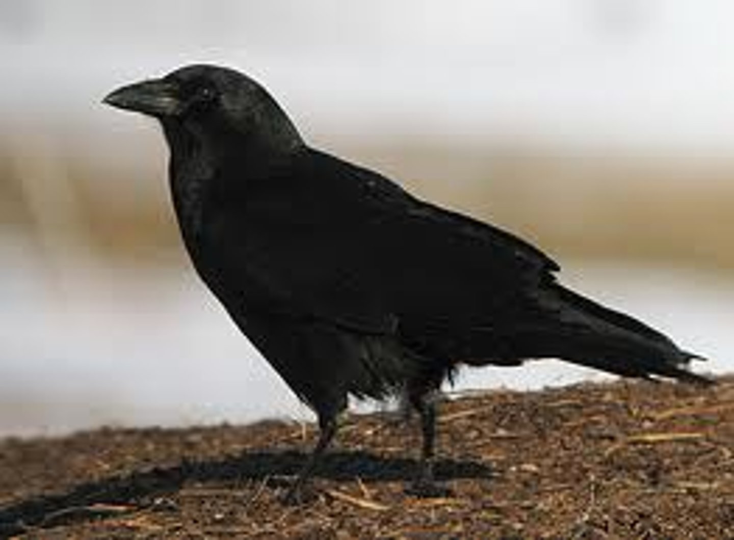 <p>crow, raven</p>