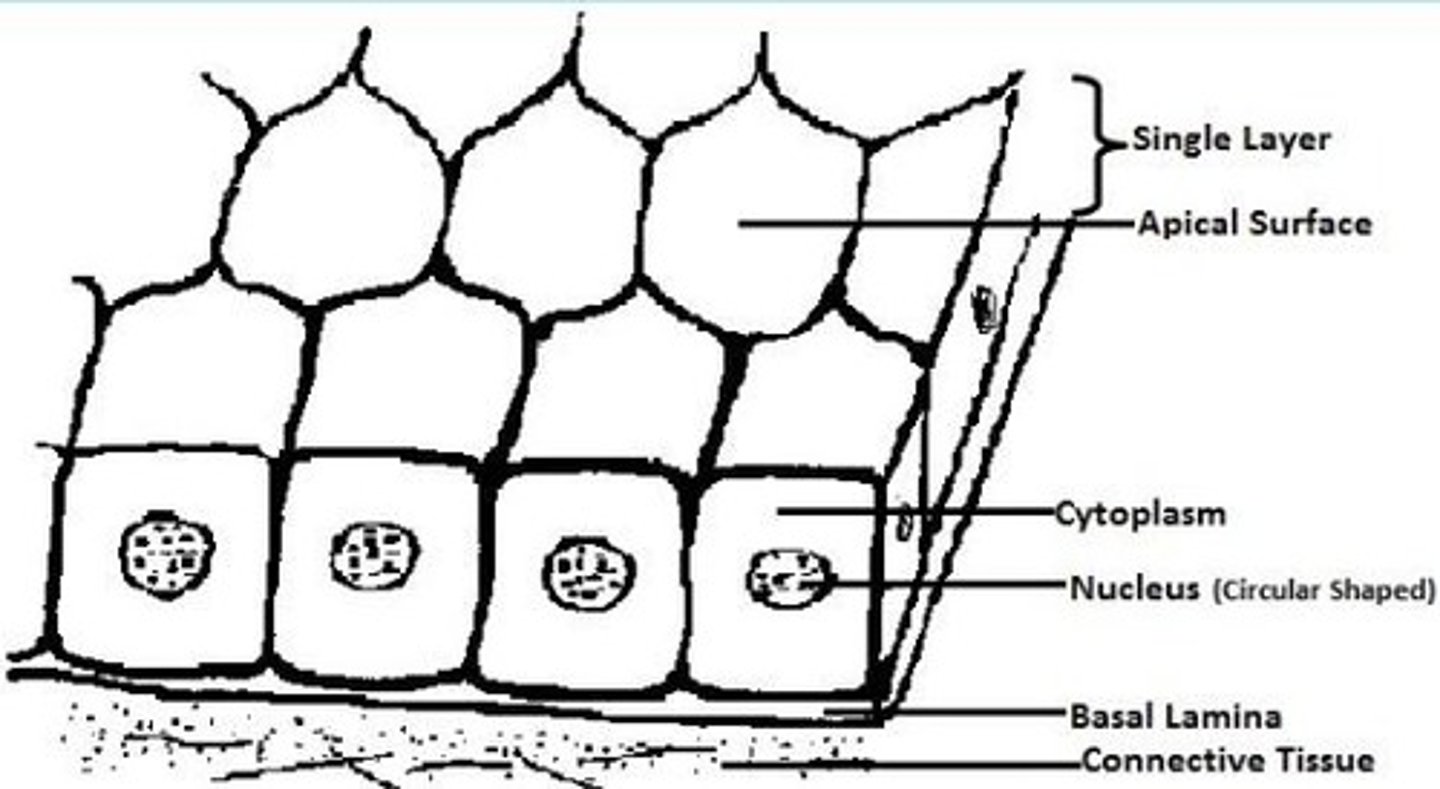<p>Single cell layer thick, flat cells, defined by nucleus with hard to define cytoplasm, line vascular walls, and function in diffusion.</p>