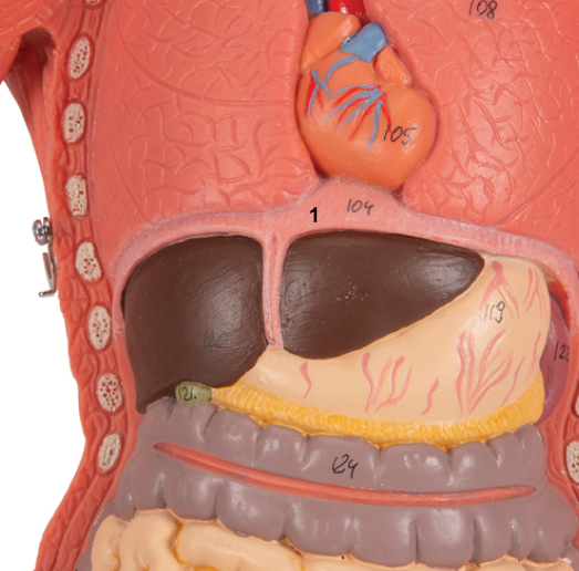 <p>What is the muscle indicated by the black 1? Function?</p>