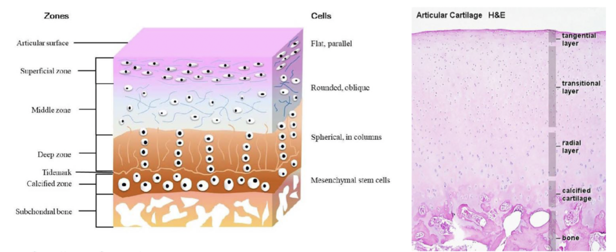 <p class="p1"></p><ul><li><p class="p1"><strong>Anchors cartilage to subchondral bone</strong></p></li><li><p class="p1">Contains <strong>mineralized matrix</strong> and hypertrophic chondrocytes</p></li><li><p class="p1">Separated from deep zone by the <strong>tidemark</strong> (a histological boundary)</p></li></ul><p></p>