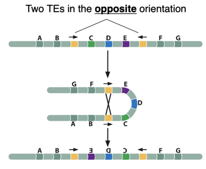 <p>Intrachromosomal recombination between INVERTED repeats results in chromosomal ________________; two TEs in the opposite direction</p>
