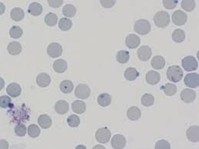 <p>What is on this slide?</p>