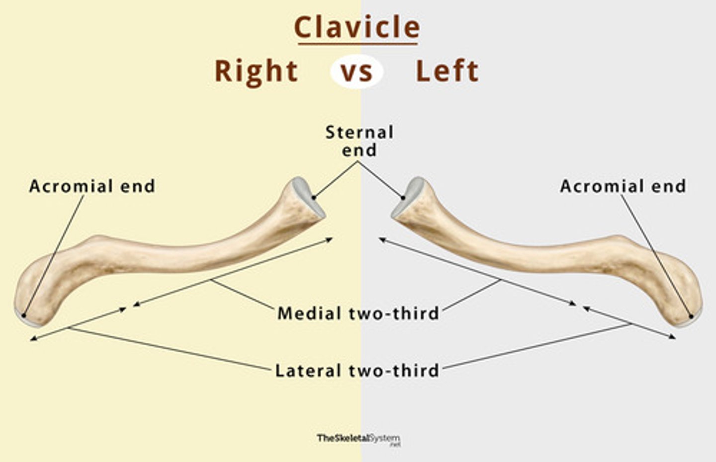<p>- know right from left (indent points towards interior, flat side connects to sternum, point outward)</p>