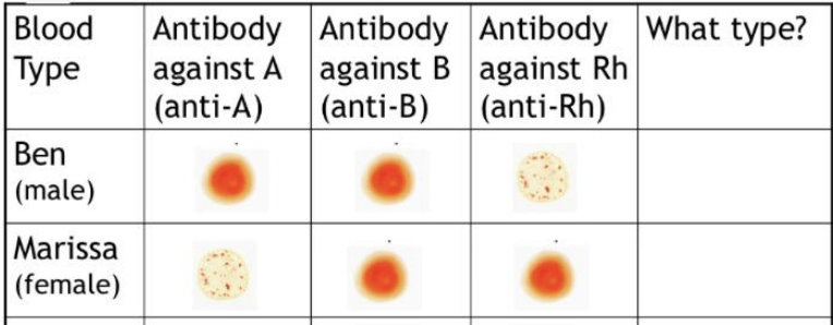 <p>what blood type is Ben? Marissa?</p>