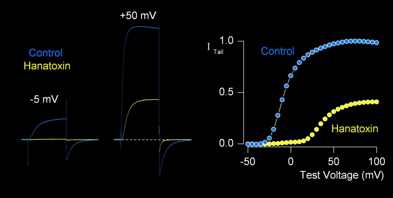 <ul><li><p>inhibitie K-kanalen; duwen voltagesensoren naar beneden</p></li><li><p>minder effectief bij hoge voltages</p></li></ul><p></p>