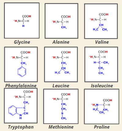 <p><strong>A:</strong></p><ol><li><p class="">Glycine (Gly, G)</p></li><li><p class="">Alanine (Ala, A)</p></li><li><p class="">Valine (Val, V)</p></li><li><p class="">Leucine (Leu, L)</p></li><li><p class="">Isoleucine (Ile, I)</p></li><li><p class="">Methionine (Met, M)</p></li><li><p class="">Proline (Pro, P)</p></li><li><p class="">Phenylalanine (Phe, F)</p></li><li><p class="">Tryptophan (Trp, W)</p></li></ol><p></p>