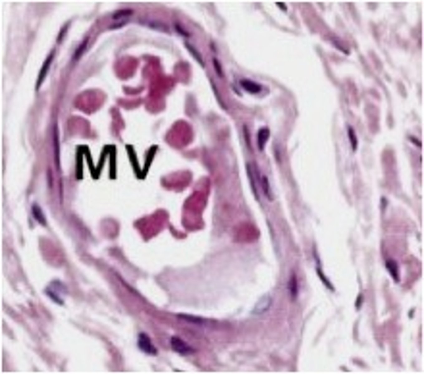 <p>Collect blood from capillaries. smaller veins</p>