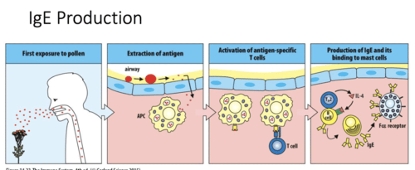 <p>A: IL-4 released by TH2 cells signals B cells to switch antibody production to IgE</p>