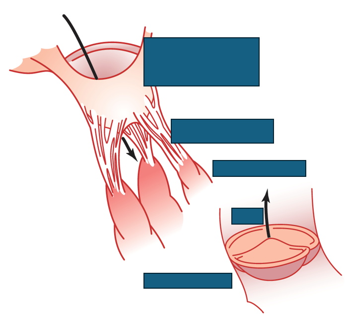 <p>valve anatomy</p>