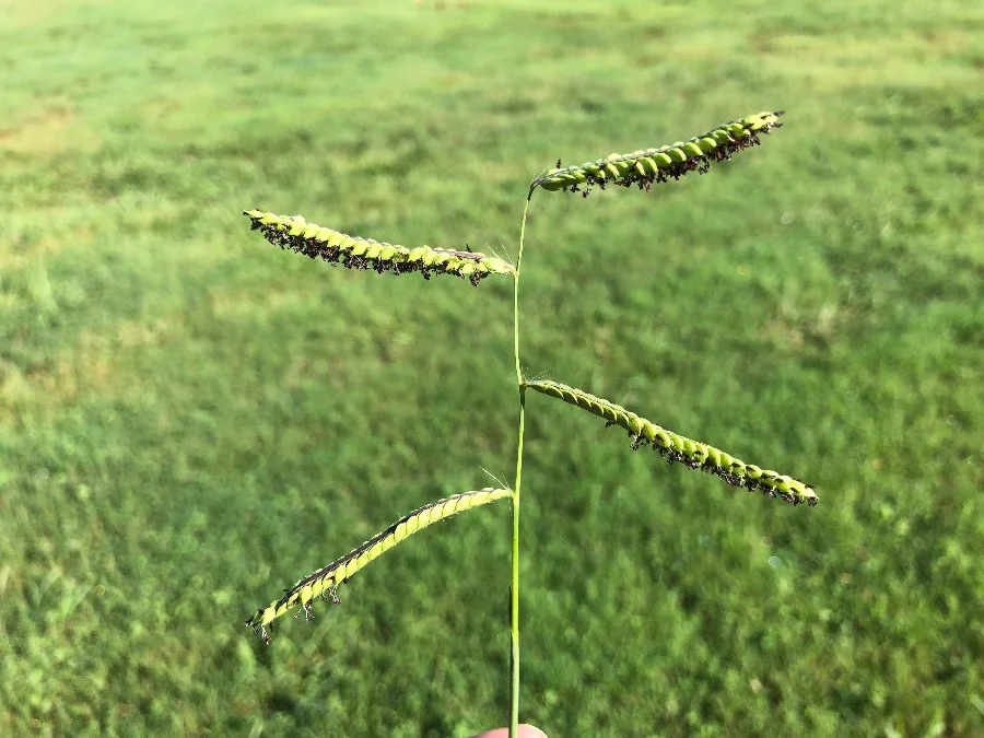 <p><em>Paspalum dilatatum</em>, exotic/warm season</p>