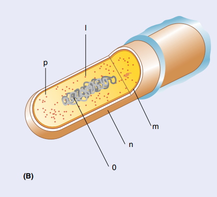 <p>Identify the cell structures:</p>