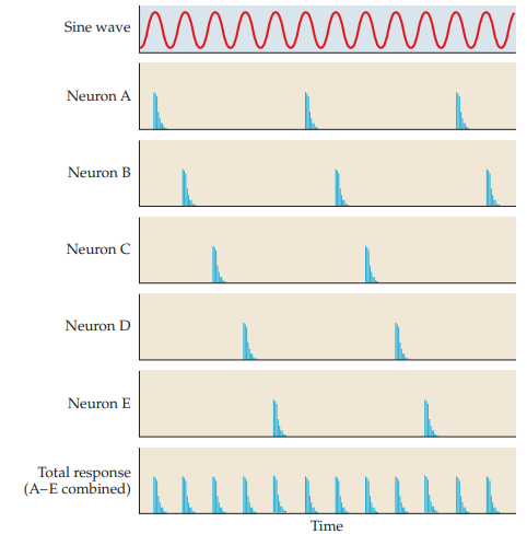 <p>multiple neurons fire at distinct points in the sine wave at a given frequency which codes for a distinct sound</p>