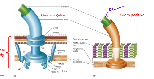 <ol><li><p>filament - made of flagellin protein subunits; ringed structure</p></li><li><p>Hook - projects filament from cell; attached to basal body</p></li><li><p>basal body - extends from outer membrane/peptidoglycan to proteins in plasma membrane; motor part, powers turning through e- transfer</p></li></ol><p></p>