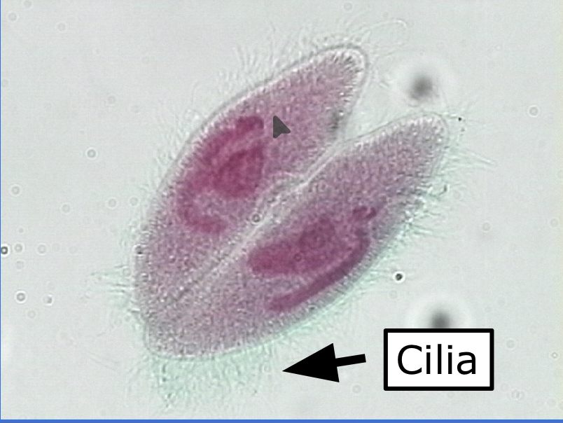 <p>What is the sexual reproduction of ciliates</p>