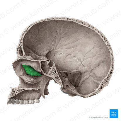<p>What landmark in the <strong>Ethmoid Region?</strong></p>