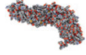 <p><span>Bind molecules at cell surface or within cell; some trigger internal cellular responses</span></p>