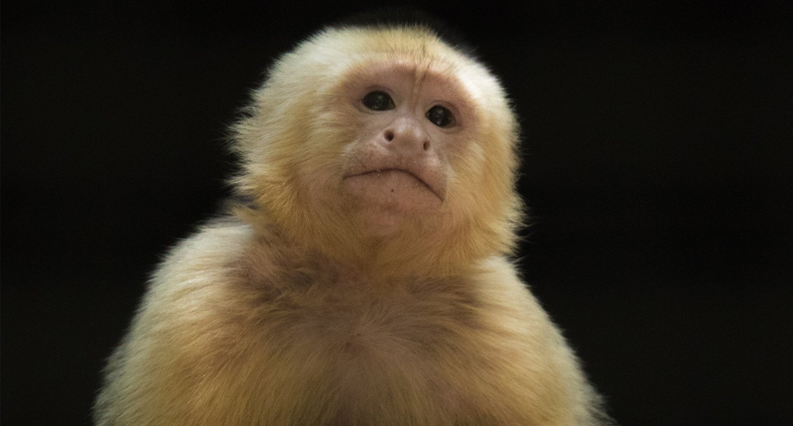 White-throated capuchin