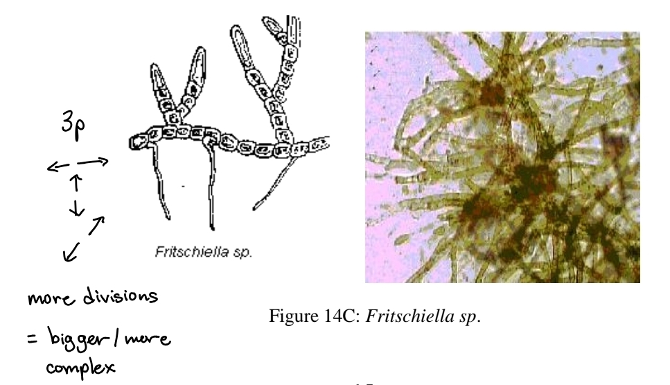 <p>division in 3 planes</p>
