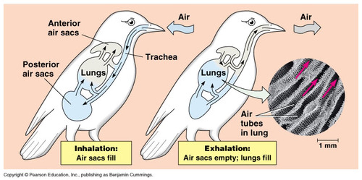 <p>Highly divided with air sacs in addition to the lungs; most efficient respiratory system of ALL terrestrial vertebrates</p>