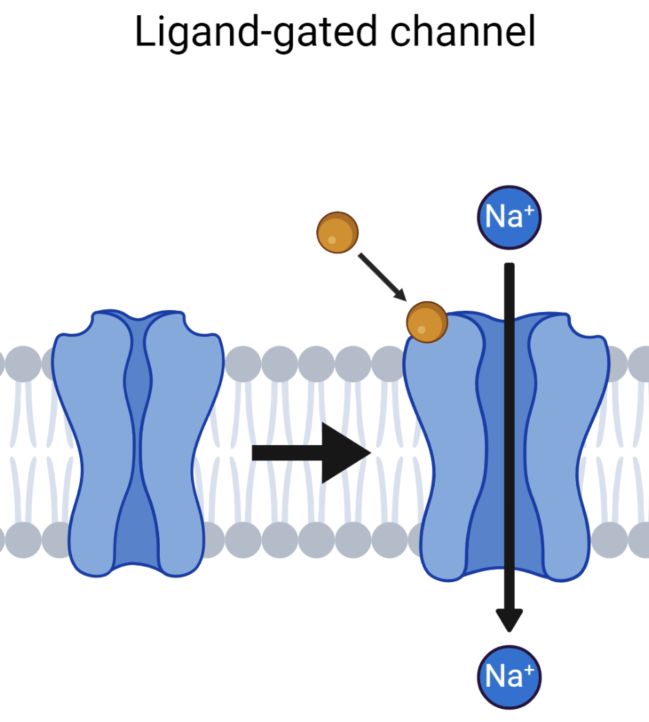 <p>A signaling molecule including hormones, small chemicals, or environmental stimuli. Polar (or large) ligands require surface (extracellular) receptors; nonpolar ligands use intracellular receptors.</p>